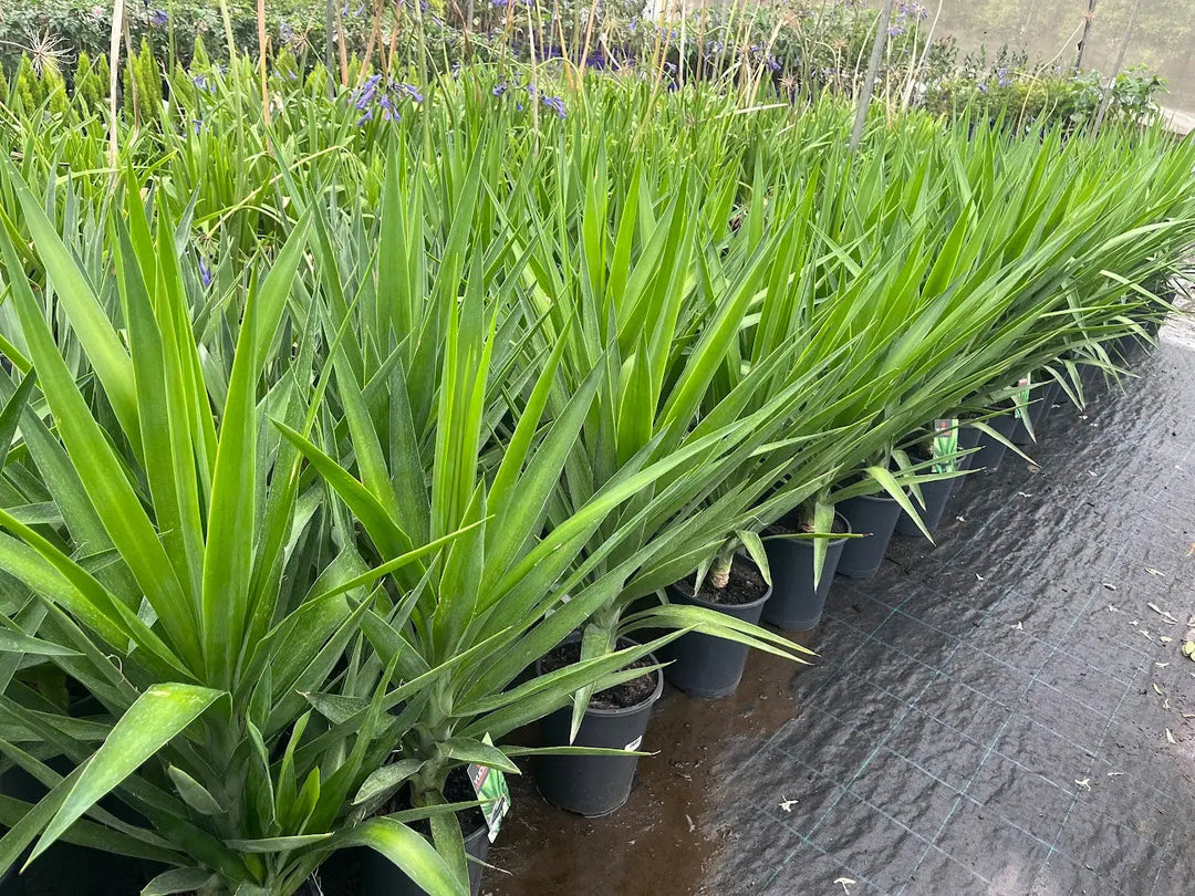 Yucca elephantipes Green – 200mm Potify