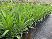 Yucca elephantipes Green – 200mm Potify