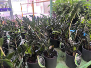 Zamioculcas Dark Zamicro - 140mm Potify