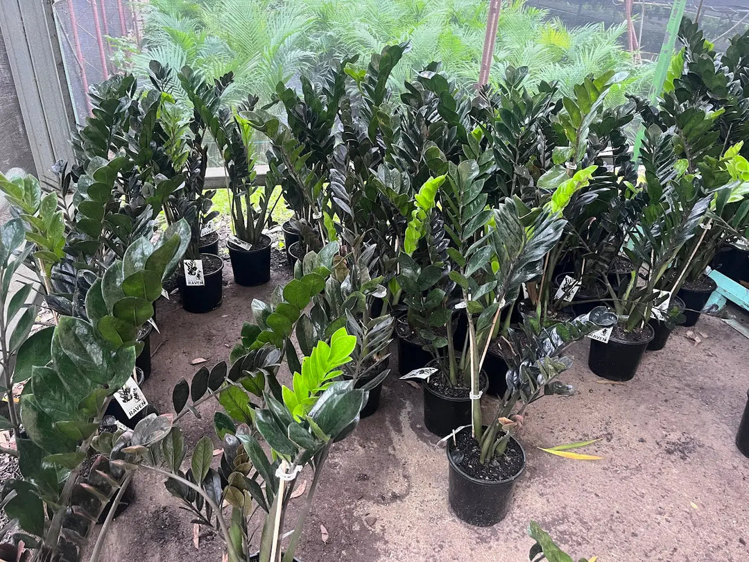 Zamioculcas Raven (Black ZZ Plant) - 200mm Potify