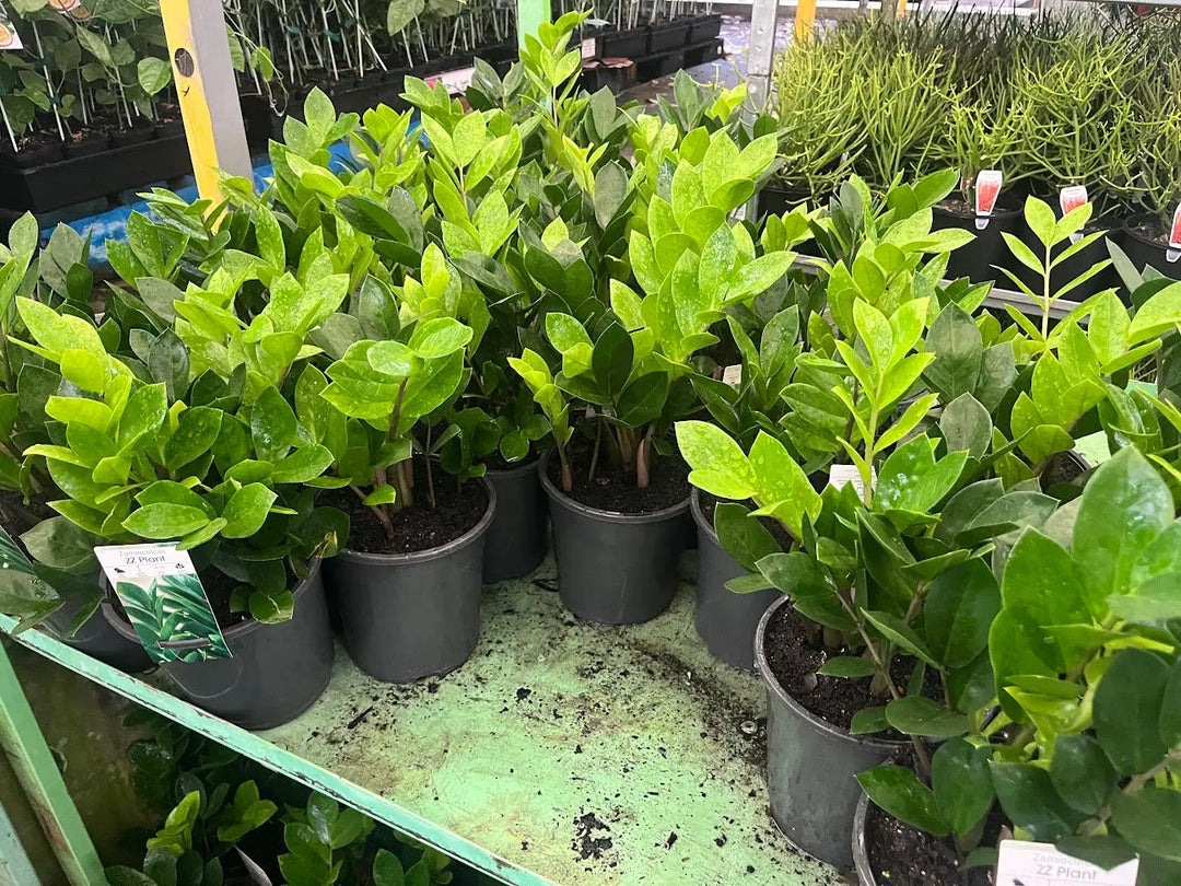 Zamioculcas zamiifolia (Zanzibar Gem) – 140mm | 400mm Potify