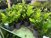 Zamioculcas zamiifolia (Zanzibar Gem) – 140mm | 400mm Potify