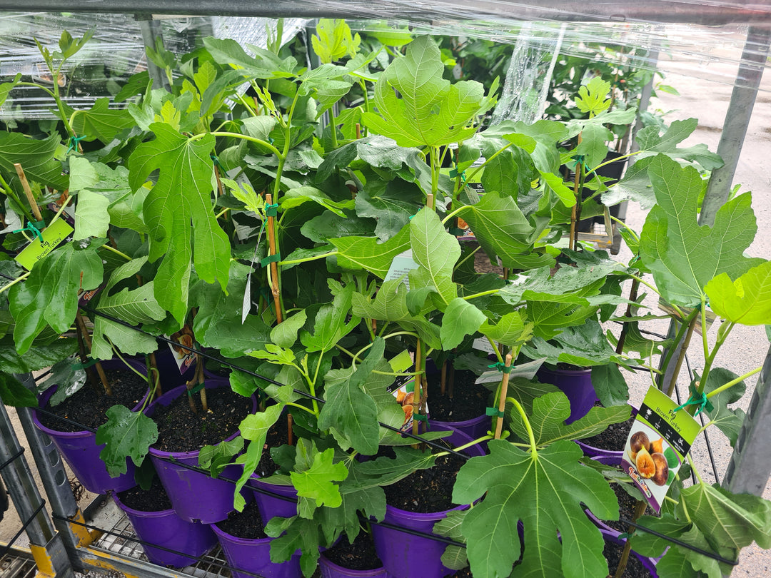 Brown Turkey fig plants with lobed green leaves in 200mm nursery pots