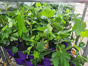 Brown Turkey fig plants with lobed green leaves in 200mm nursery pots