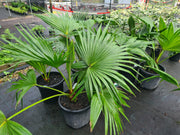 Chinese fan palms with green fan-shaped leaves in 300mm nursery pots