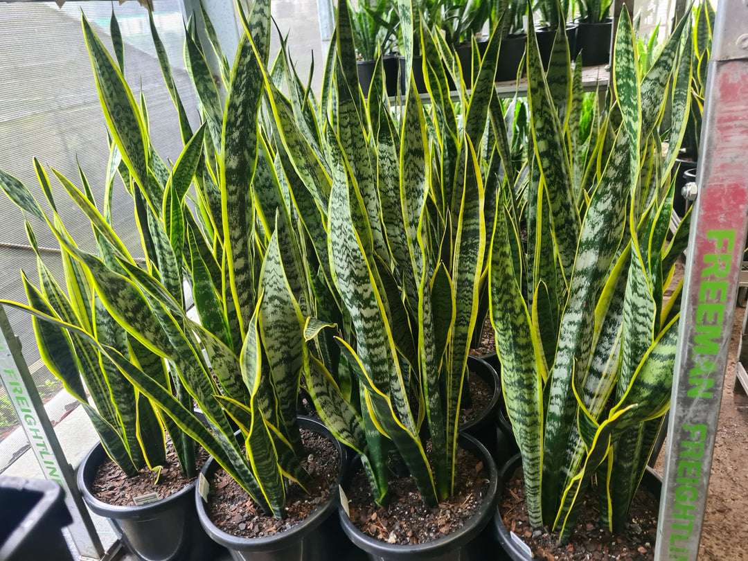 Laurentii snake plants with upright yellow-edged leaves in 300mm nursery pots