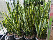 Laurentii snake plants with upright yellow-edged leaves in 300mm nursery pots
