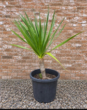 Actual Potify-grown Dragon Tree specimen 1, 400mm pot