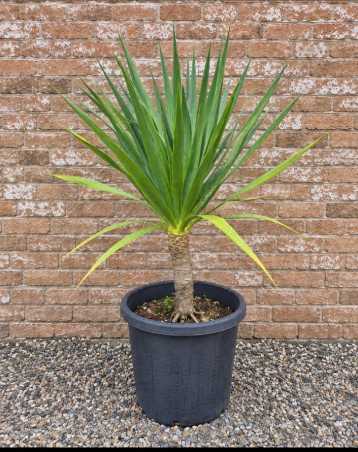 Actual Potify-grown Dragon Tree specimen 2, 400mm pot