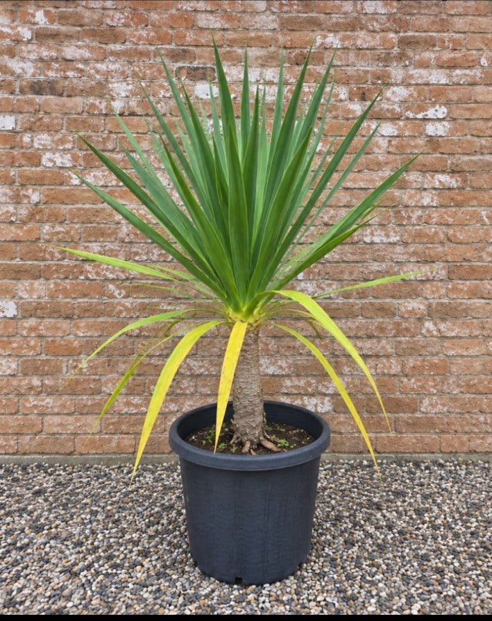 Actual Potify-grown Dragon Tree specimen 3, 400mm pot