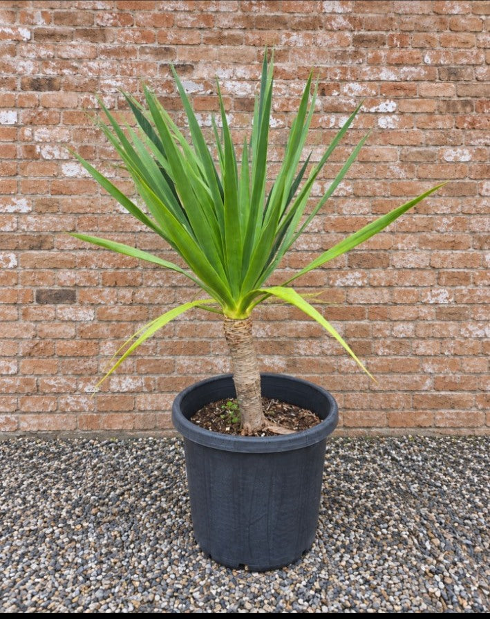 Actual Potify-grown Dragon Tree specimen 4, 400mm pot