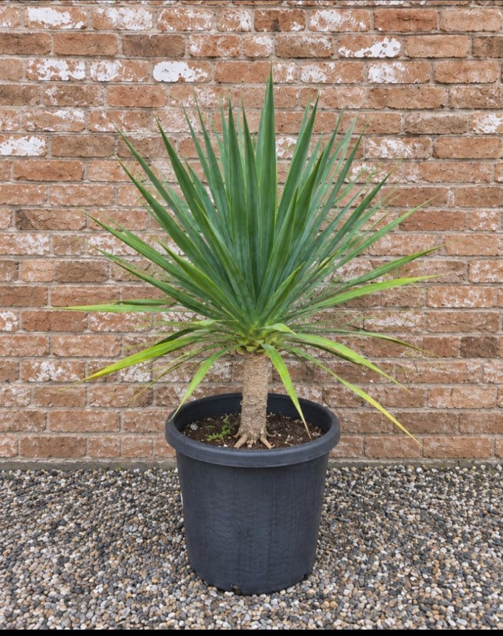 Actual Potify-grown Dragon Tree specimen 5, 400mm pot