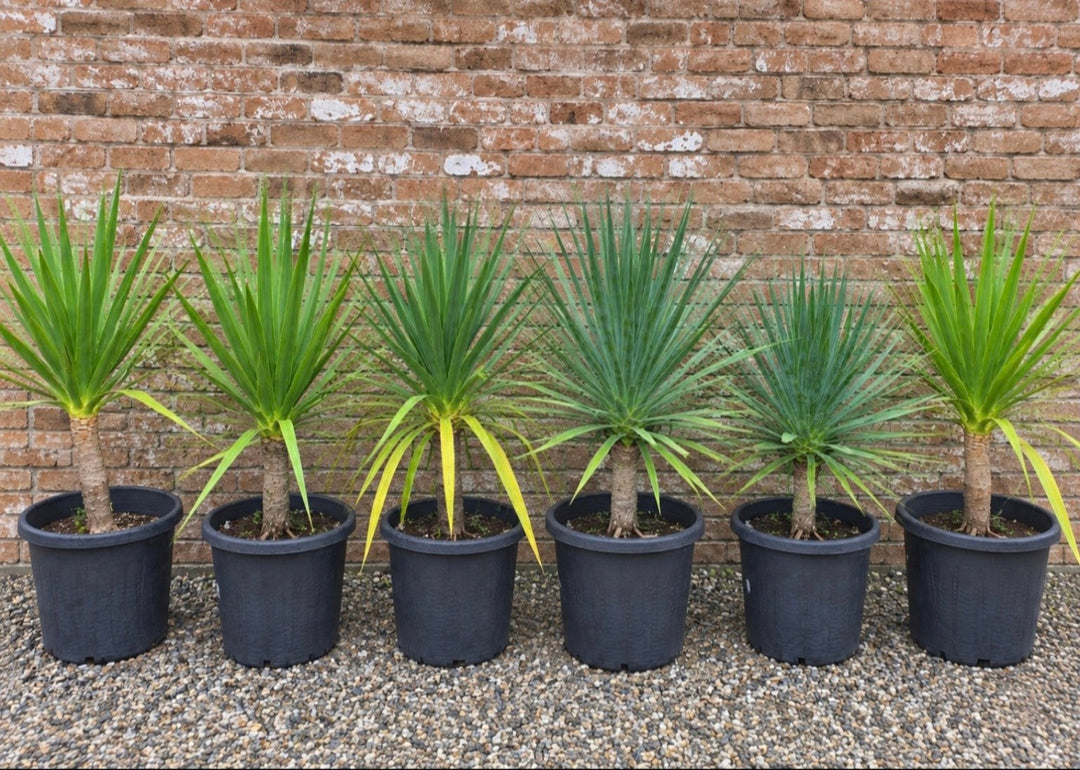 Six actual Potify-grown Dragon Trees in 400mm nursery pots