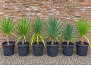 Six actual Potify-grown Dragon Trees in 400mm nursery pots