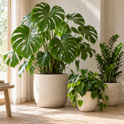 Indoor plants in a light, calm setting — illustrative category image
