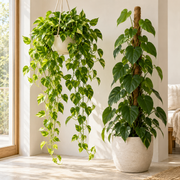 Hanging and climbing plants in a light, calm setting — illustrative category image