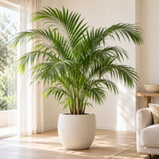 Palms in a light, calm setting — illustrative category image