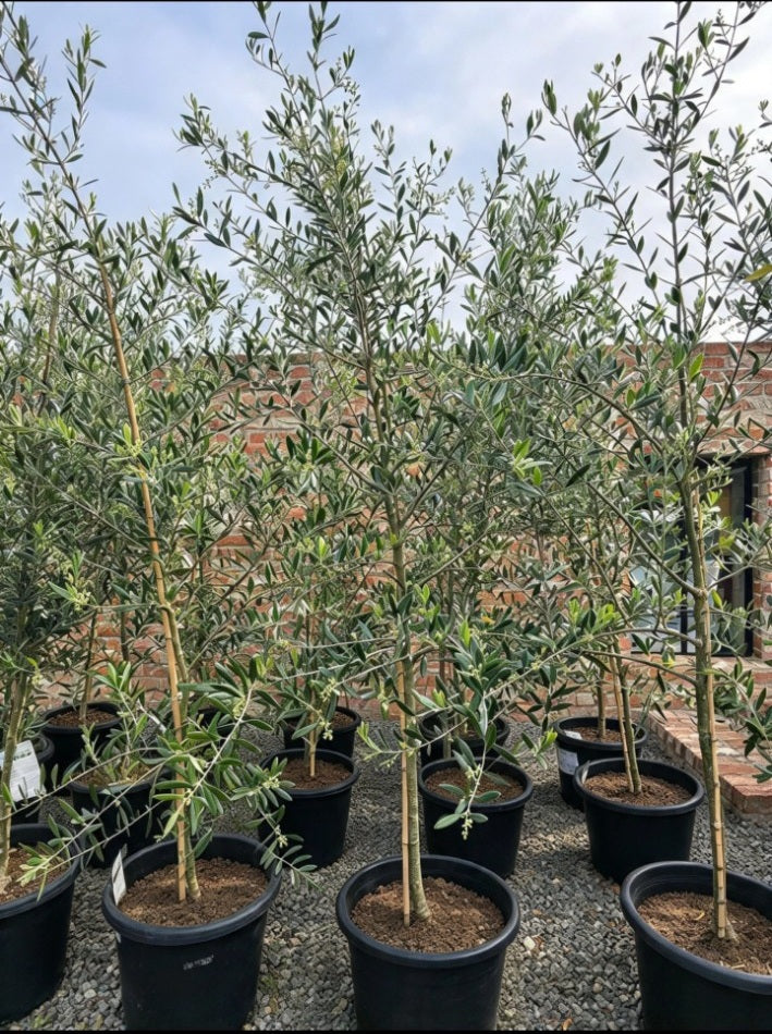 Potify Nursery olive trees in 400mm pots — actual nursery stock, mixed cultivars