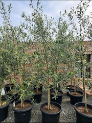 Potify Nursery olive trees in 400mm pots — actual nursery stock, mixed cultivars