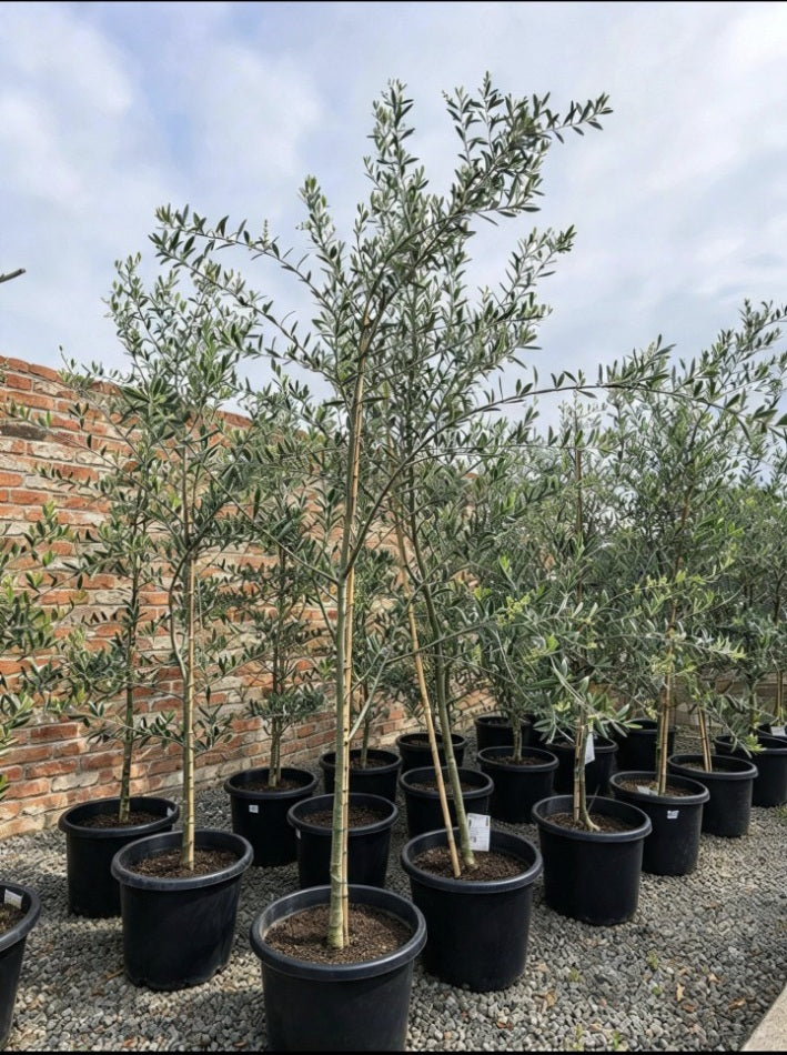 Potify Nursery olive trees in 400mm pots — actual nursery stock, mixed cultivars