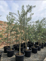 Potify Nursery olive trees in 400mm pots — actual nursery stock, mixed cultivars