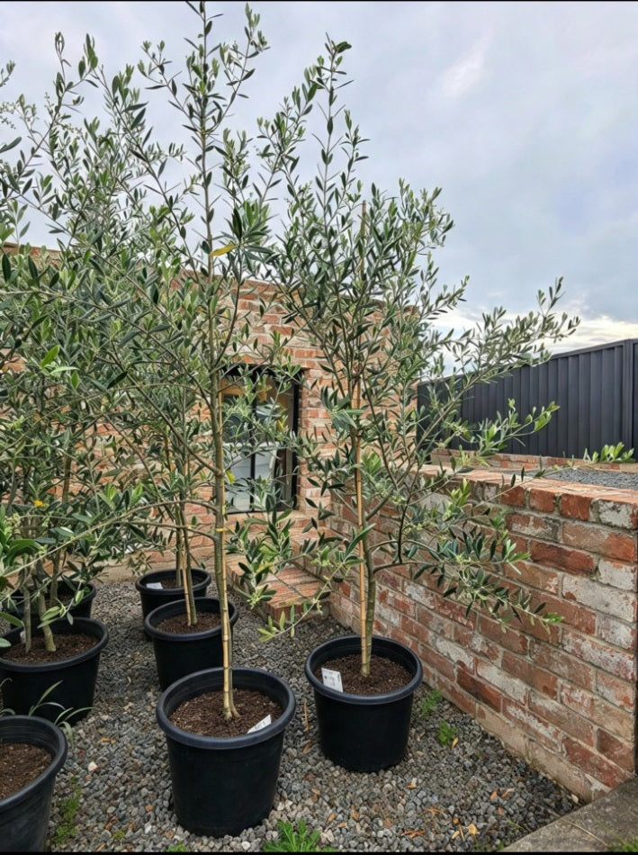 Potify Nursery olive trees in 400mm pots — actual nursery stock, mixed cultivars
