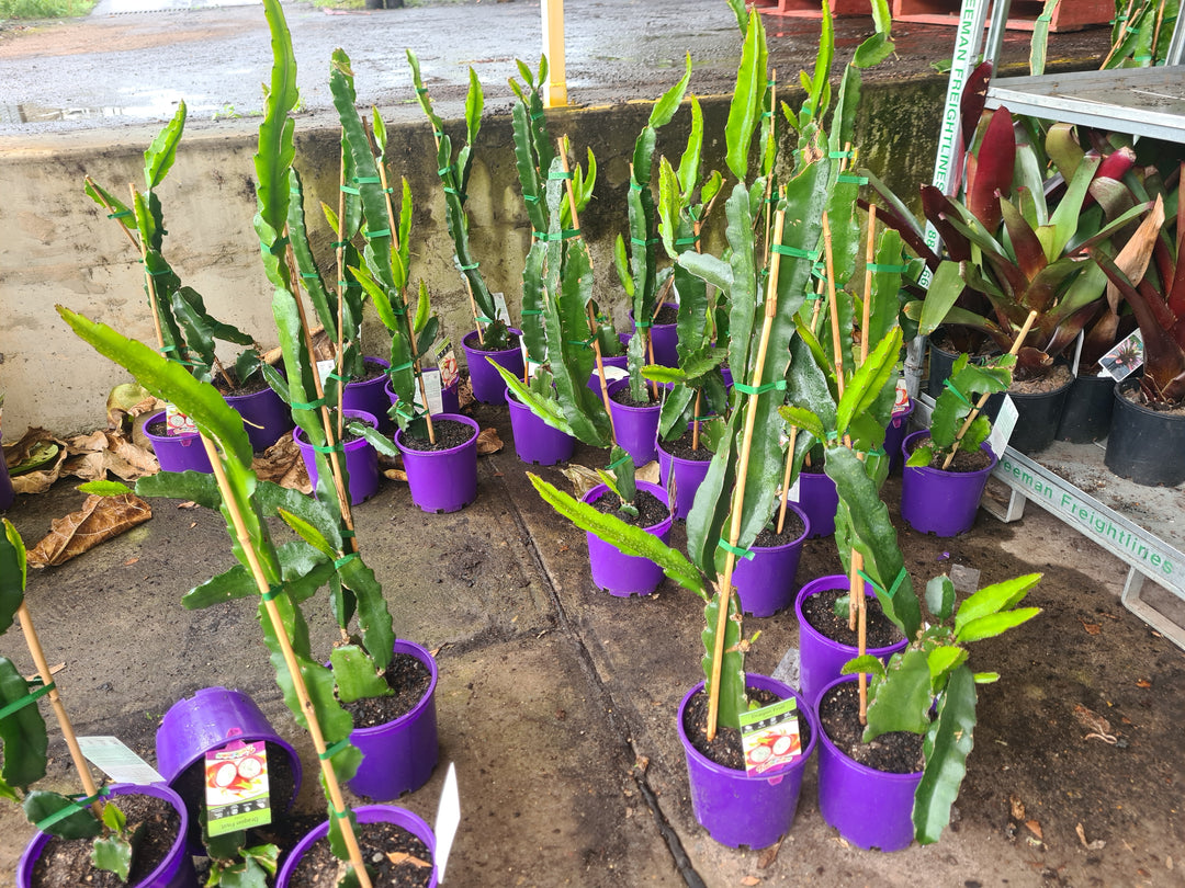 White dragon fruit plants supported by stakes in 200mm nursery pots